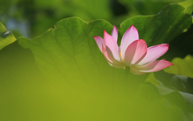 Pink flower green leaves lotus free wallpaper for desktop - medium preview image