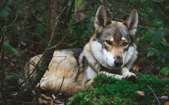 Wolf moss woods sad nature free wallpaper for desktop - medium preview image