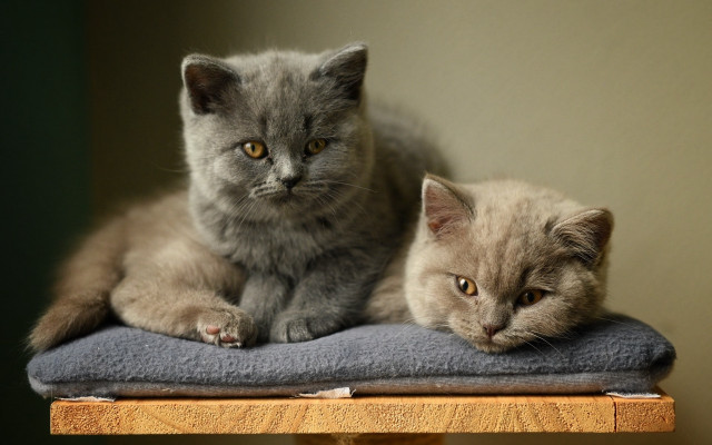 Two cats grey brown blanket free wallpaper for desktop - medium preview image