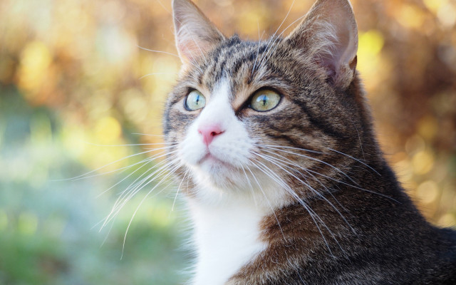 Cat whiskers blurry background shiba free wallpaper for desktop - medium preview image