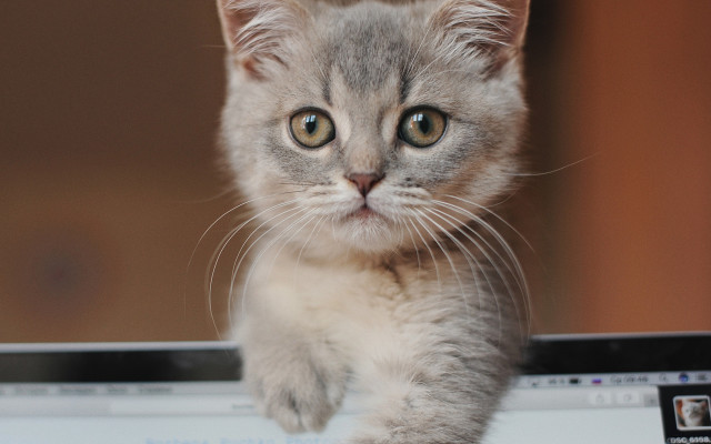 Curious white cat on laptop free wallpaper for desktop - medium preview image