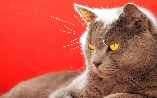 Cat yellow eyes red background #2 free wallpaper for desktop - medium preview image