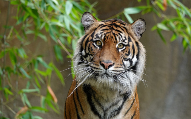 Tiger forest rocks leaves bamboo free wallpaper for desktop - medium preview image