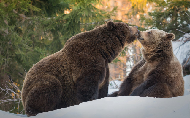 Bears snow touching face wildlife free wallpaper for desktop - medium preview image