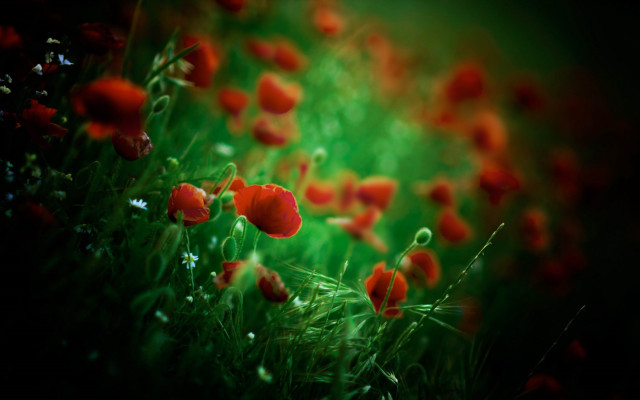 Red flowers green grass blurry #2 free wallpaper for desktop - medium preview image