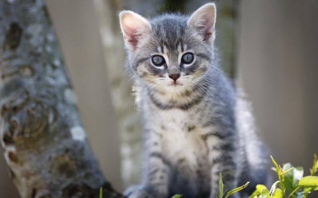 Small kitten on tree branch free wallpaper for desktop - medium preview image