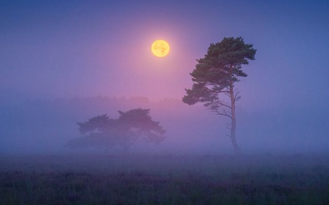 Foggy field tree full moon free wallpaper for desktop - medium preview image