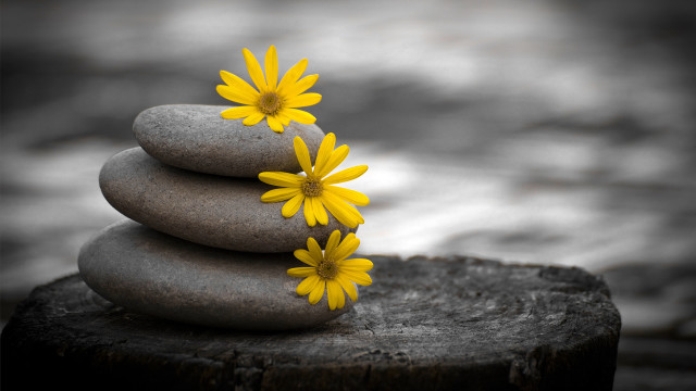 Stack of rocks yellow flowers free wallpaper for desktop - medium preview image