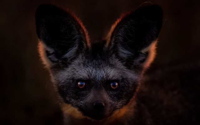 Small animal closeup blurry background free wallpaper for desktop - medium preview image
