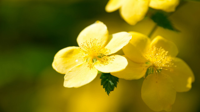 Yellow flower green leaves macro #4 free wallpaper for desktop - medium preview image