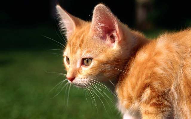 Orange kitten green field rayonism #2 free wallpaper for desktop - medium preview image