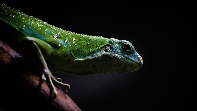 Green lizard holography macro animal free wallpaper for desktop - medium preview image