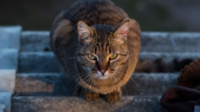 Cat stairs yellow eyes blurry free wallpaper for desktop - medium preview image