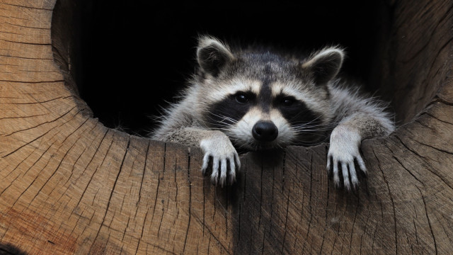 Raccoon peeking tree hollow animal free wallpaper for desktop - medium preview image