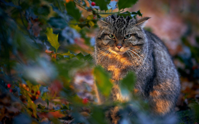 Cat forest leaves berries sunny free wallpaper for desktop - medium preview image