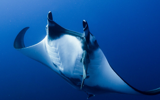 Large fish ocean blue water free wallpaper for desktop - medium preview image