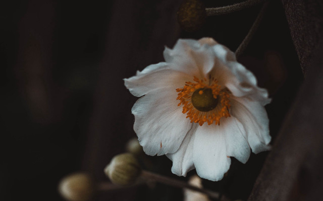 White flower yellow center tree free wallpaper for desktop - medium preview image