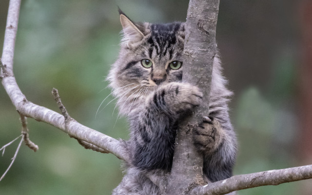 Cat climbing tree sad look free wallpaper for desktop - medium preview image