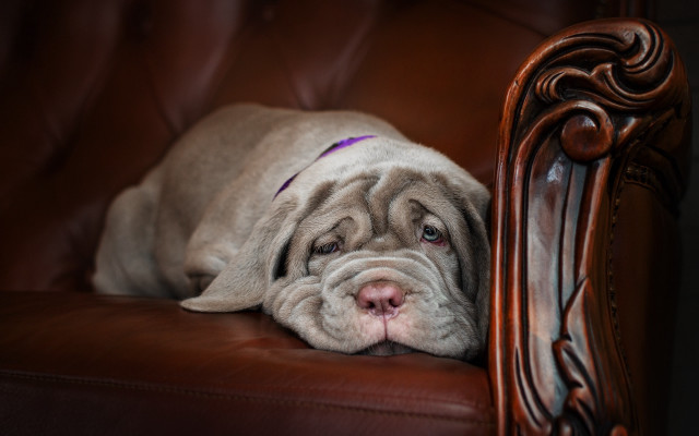 Dog leather chair photorealistic animal free wallpaper for desktop - medium preview image