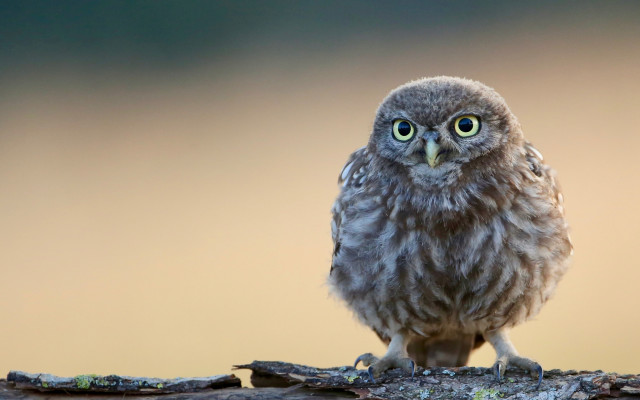 Small owl branch blurry background #2 free wallpaper for desktop - medium preview image