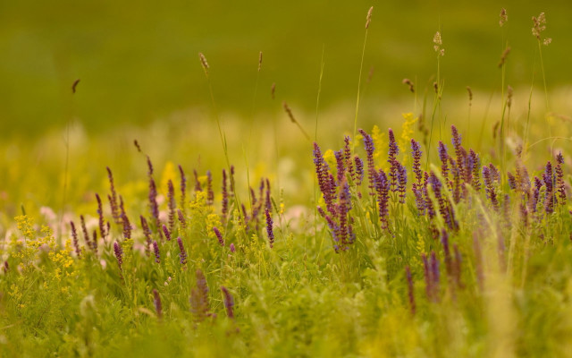 Wildflowers grass bird greenfield tiltshift free wallpaper for desktop - medium preview image