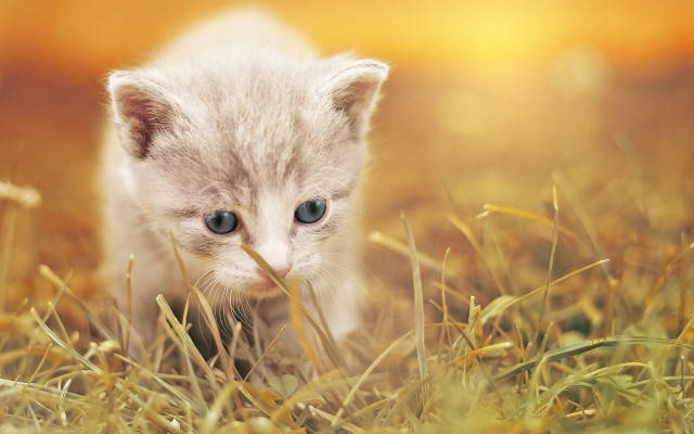 Small kitten grassy field stick free wallpaper for desktop - medium preview image