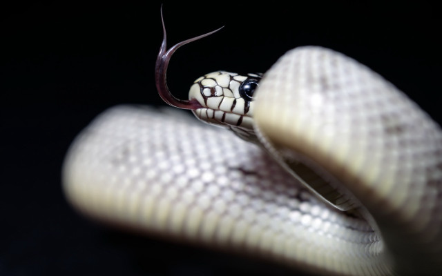 White snake black background macro free wallpaper for desktop - medium preview image