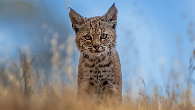 Small cat tall grass blue free wallpaper for desktop - medium preview image