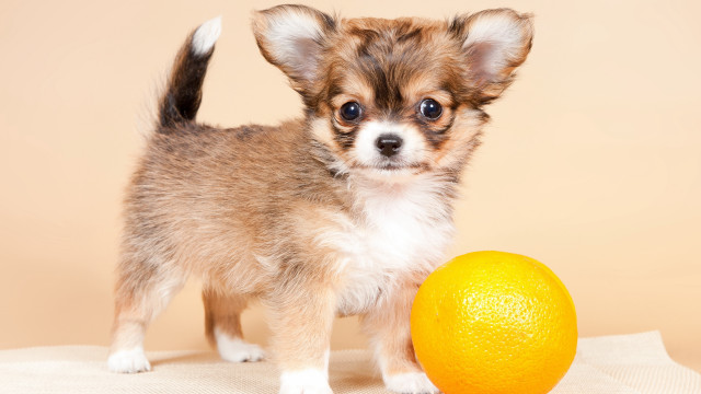 Small dog orange tablecloth beige free wallpaper for desktop - medium preview image