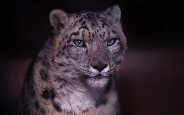 Snow leopard sitting staring black free wallpaper for desktop - medium preview image