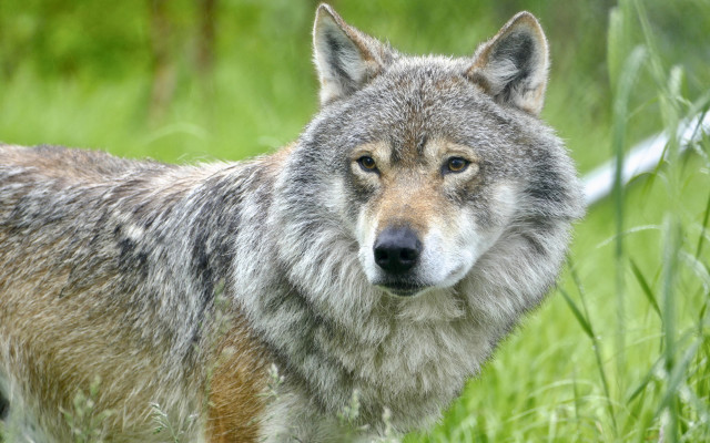 Wolf sad field grass outdoor free wallpaper for desktop - medium preview image