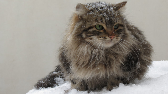 Cat snow sad eyes winter free wallpaper for desktop - medium preview image