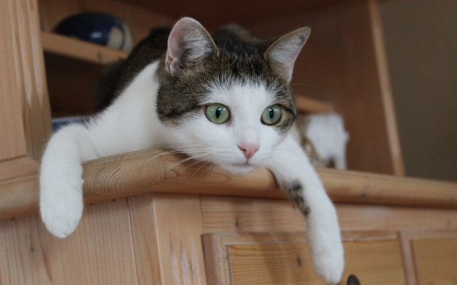 Cat shelf drawer cabinet blurry free wallpaper for desktop - medium preview image