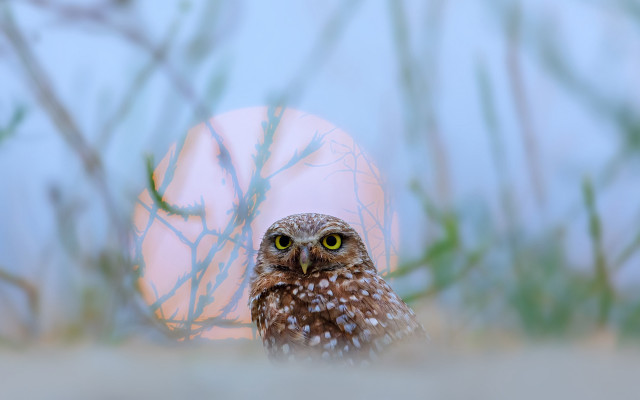 Small owl egg bokeh nature free wallpaper for desktop - medium preview image