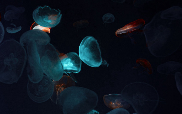 Jellyfish night biolu minimal hologram free wallpaper for desktop - medium preview image