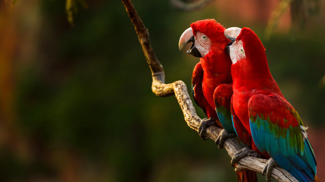 Red blue parrots tree branch free wallpaper for desktop - medium preview image
