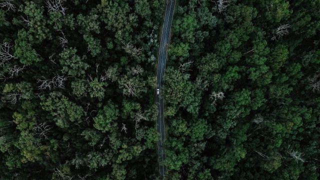 Car forest road tilt shift free wallpaper for desktop - medium preview image