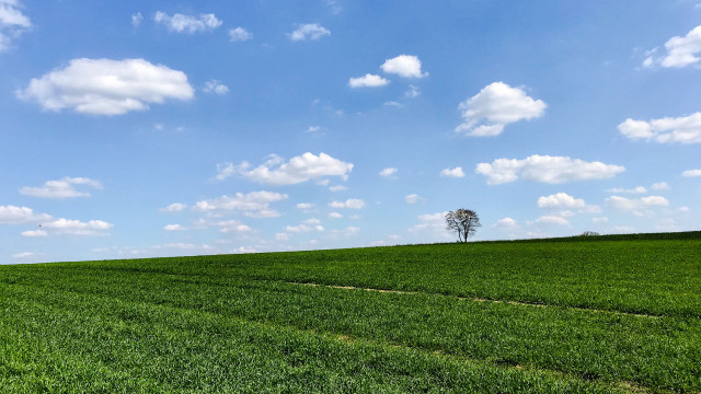 Lone tree green field blue #19 free wallpaper for desktop - medium preview image