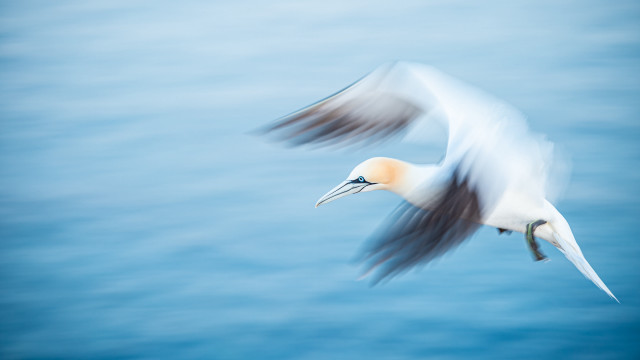 Bird flying over water figuration free wallpaper for desktop - medium preview image