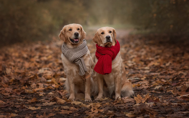 Dogs leaves woods scarves foggy free wallpaper for desktop - medium preview image