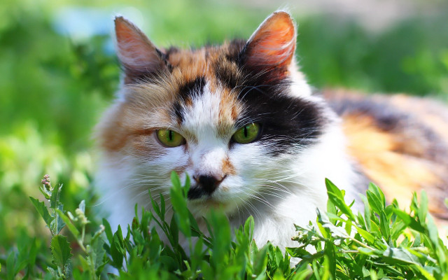 Cat green eyes grass sad free wallpaper for desktop - medium preview image