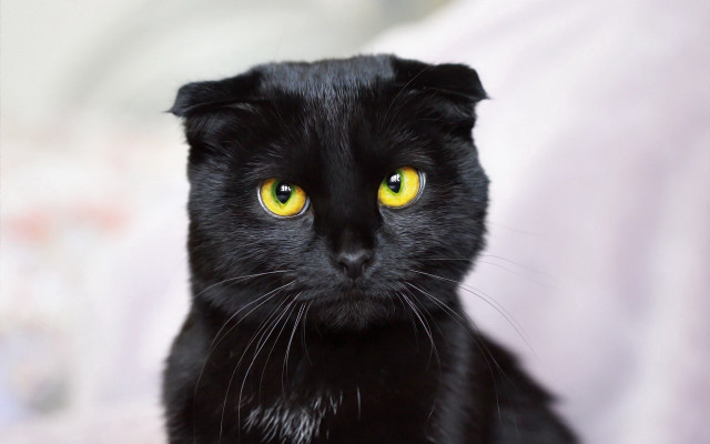 Black cat yellow eyes bed free wallpaper for desktop - medium preview image