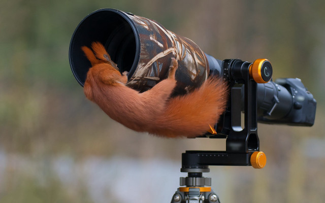 Bird camera cup tripod microscopic free wallpaper for desktop - medium preview image