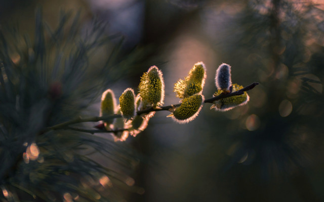 Branch flowers blurry background macro free wallpaper for desktop - medium preview image