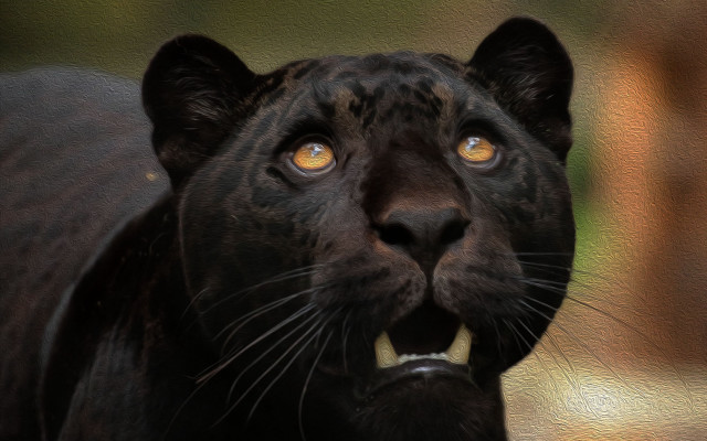Black leopard yellow eyes looking free wallpaper for desktop - medium preview image