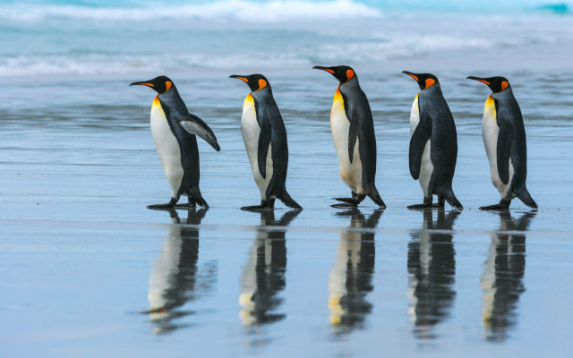 Penguins beach ocean reflections wildlife free wallpaper for desktop - medium preview image
