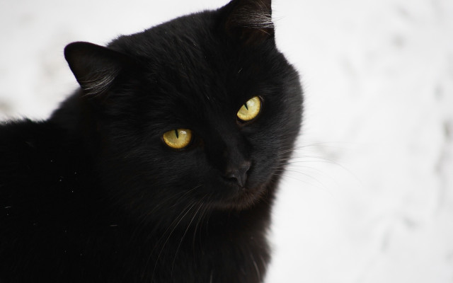Black cat yellow eyes snow free wallpaper for desktop - medium preview image