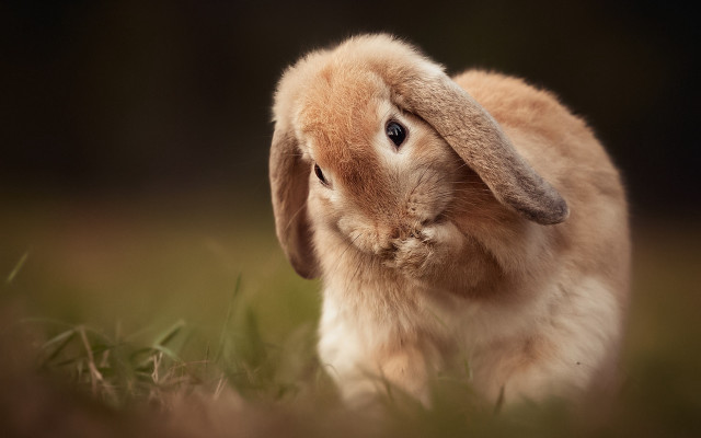 Small rabbit in grass looking free wallpaper for desktop - medium preview image
