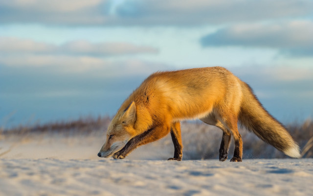 Fox snow day sky clouds free wallpaper for desktop - medium preview image