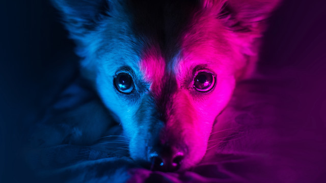 Dog neon pink blue light free wallpaper for desktop - medium preview image